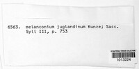 Juglanconis juglandina image